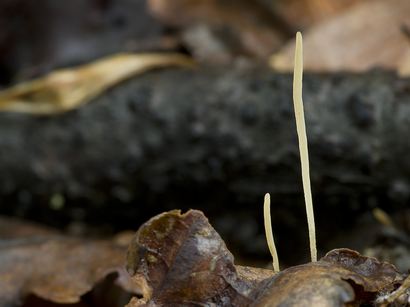 Macrotyphula juncea